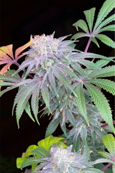 Instagram Lemon Mandarin