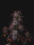 Instagram Strawberry Gorilla Auto RF3™