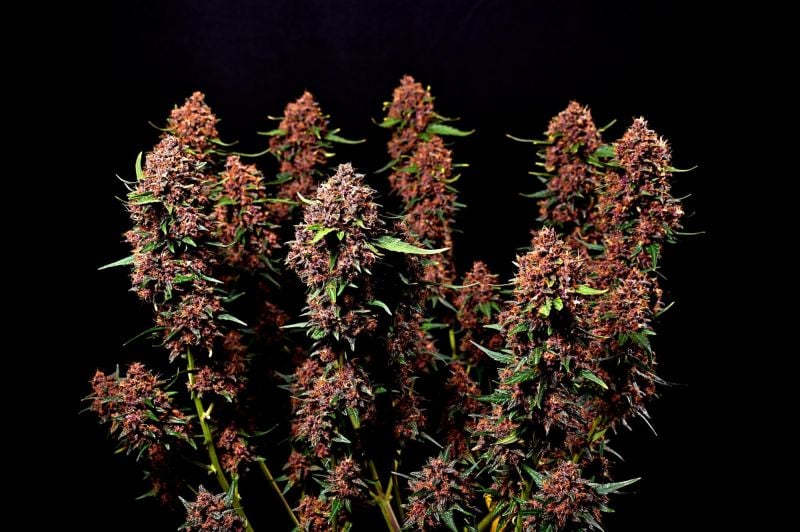 Instagram Lemon Cherry Cookies Auto
