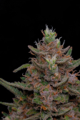 Instagram Sour Jealousy Auto™