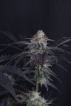Instagram Mendo Frost Auto™
