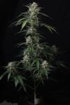 Instagram Banana Guava Auto™