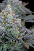Instagram Gorilla Cookies FF
