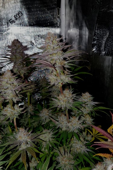 Instagram Gorilla Cookies FF