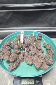 Instagram Purple Haze Auto™