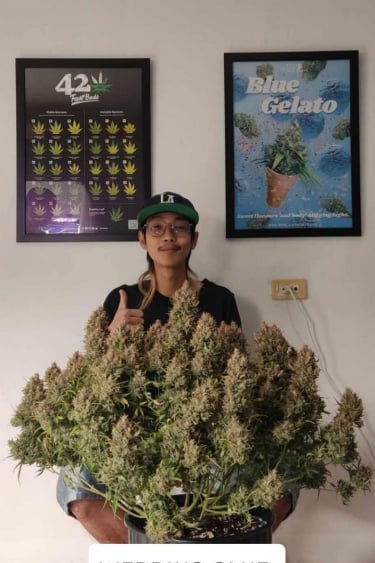 Instagram Wedding Glue Auto