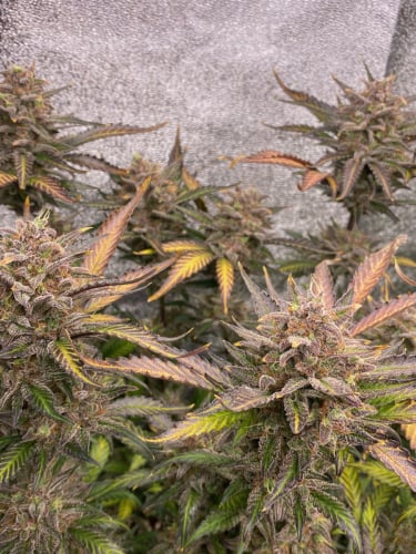 Instagram Cream Cookies Auto