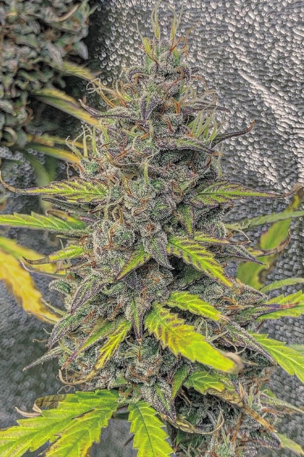 Trainwreck Auto Cannabis Seeds – Buy Trainwreck Strain | Fast Buds