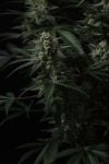 Instagram Banana Cherry Cookies Auto™