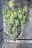 Instagram Gorilla Cookies Auto