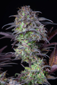 Instagram Blueberry Auto