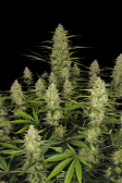 Instagram Papaya Cookies Auto™