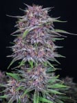 Instagram Banana Purple Punch Auto