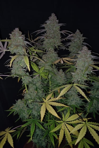 Instagram Orange Sherbet Auto