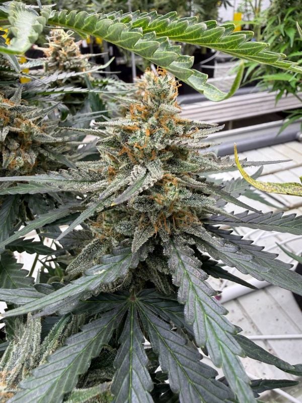 Instagram Big Bud Auto
