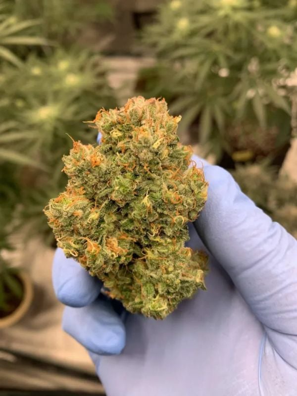 Instagram Cherry Cola Auto RF3