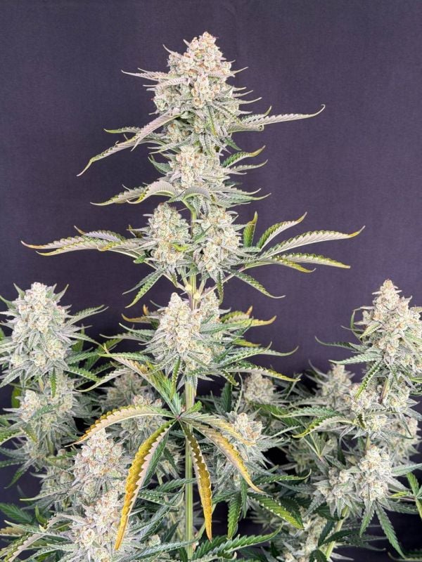 Instagram OG Kush Auto