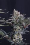 Instagram Mendo Frost Auto™