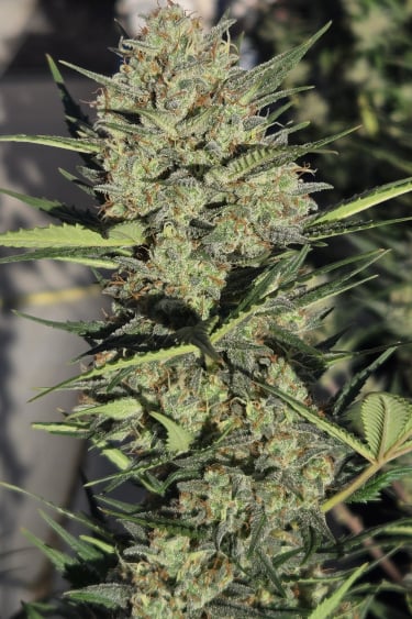 Instagram Super Boof Auto