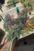 Instagram Gorilla Cookies Auto