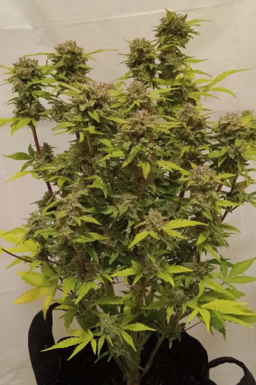 Instagram Mexican Airlines Auto