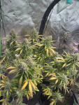 Instagram Pineapple OG Auto™