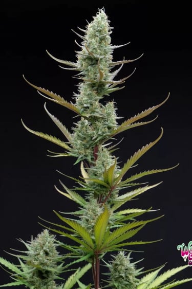 Instagram Wedding Glue Auto