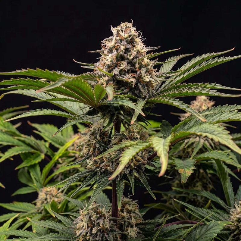 AUTO | Lemon Tree Auto™