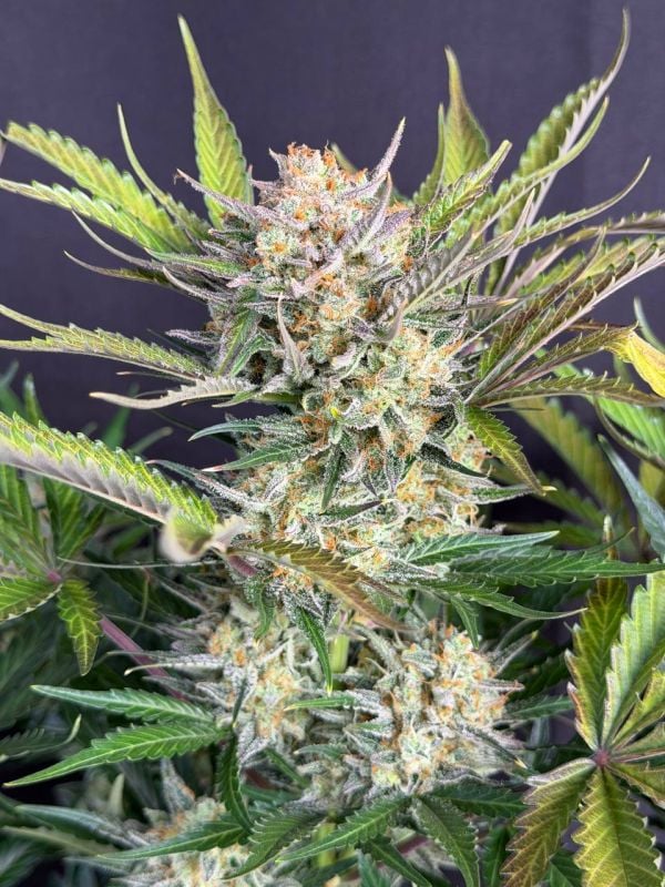 Instagram Chemdawg Auto