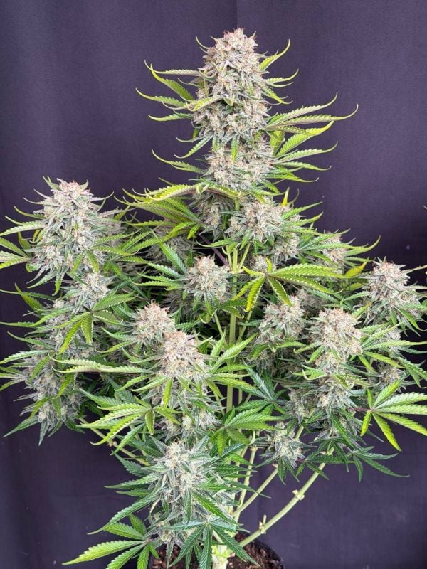 Instagram Cinderella Auto