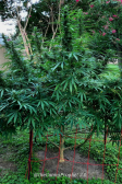 Instagram Gorilla Cookies FF
