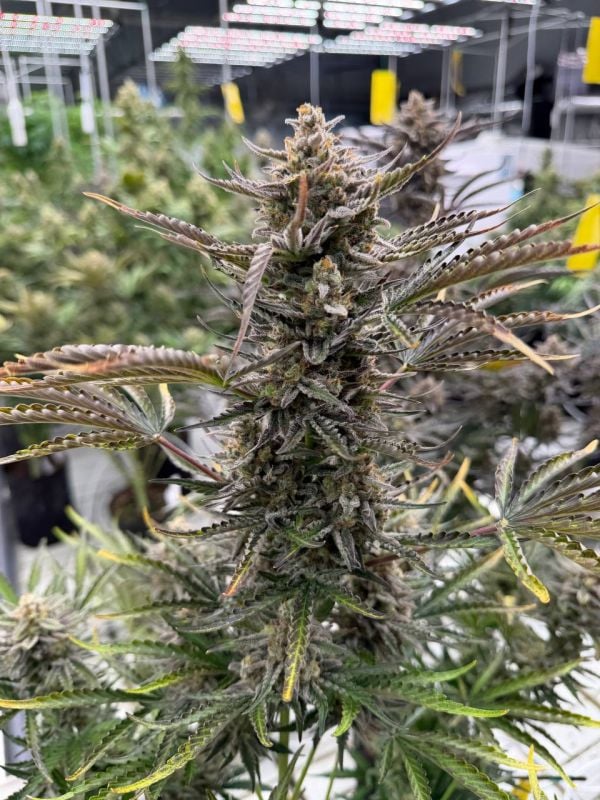 Instagram Cheese Auto