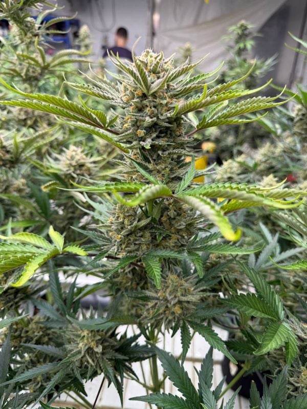 Instagram BubbleGum Auto
