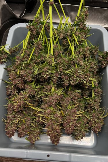 Instagram Banana Purple Punch Auto