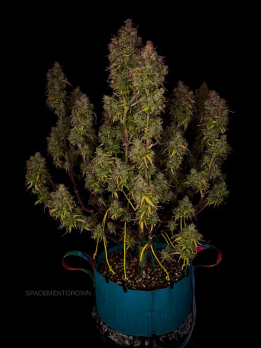 Instagram Amnesia Z Auto