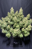 Instagram Sour Jealousy Auto™