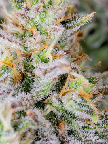 Instagram Mimosa Cake Auto