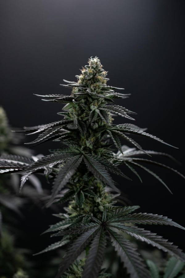 Instagram Biscotti Gelato