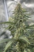 Instagram Gorilla Cookies FF
