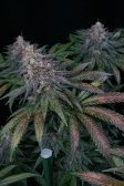 Instagram Tropicana Cookies FF