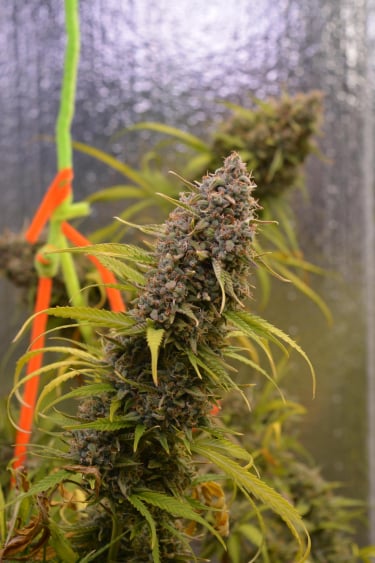 Instagram Moby Dick Auto