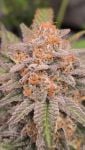 Instagram Sundae Frost Auto™
