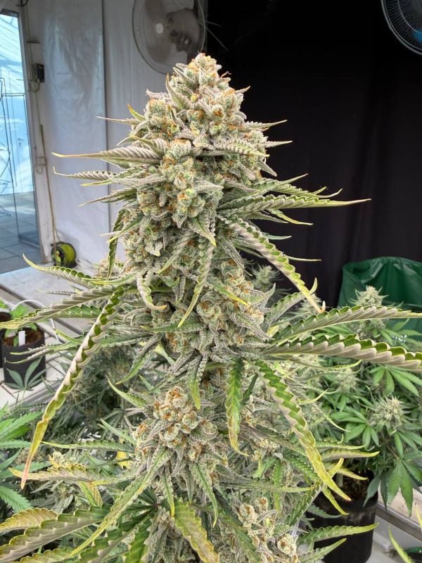 Instagram OG Kush Auto