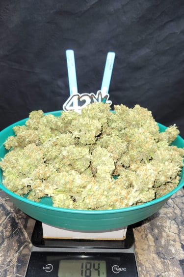 Instagram Trainwreck Auto