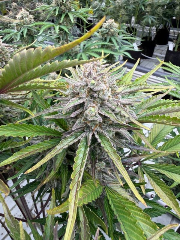 Instagram Cinderella Auto