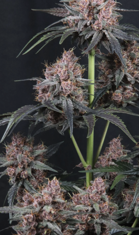 Instagram Cherry Cookies Trial Pack
