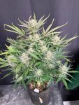 Instagram White Widow Auto