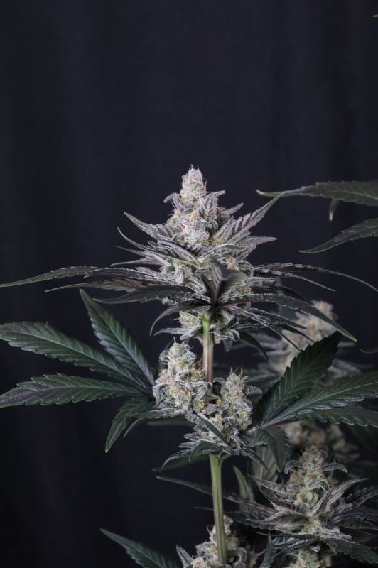 Instagram Mendo Guava Auto