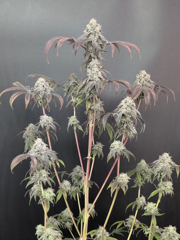 Instagram Garlic Mint Sherbet