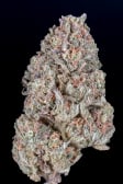 Instagram Orange Sherbet FF